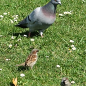 Photo de Pigeon