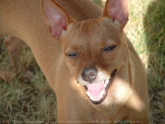 Photo de Pinscher nain