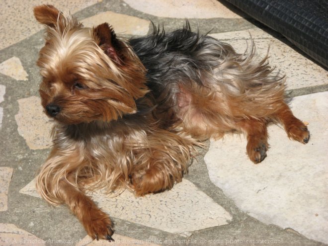 Photo de Yorkshire terrier