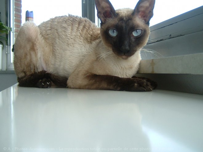 Photo de Cornish rex