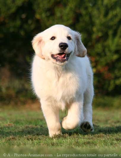 Photo de Golden retriever