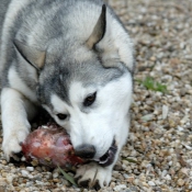 Photo de Husky siberien