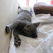 Photo de Chartreux