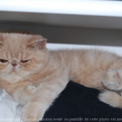 Photo d'Exotic shorthair