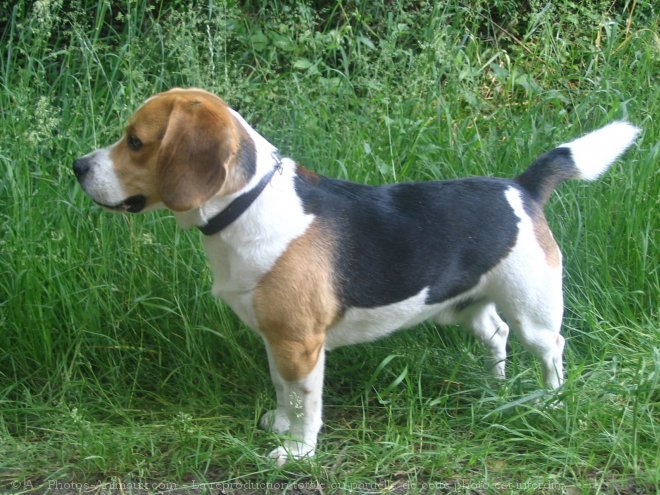 Photo de Beagle