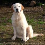 Photo de Golden retriever