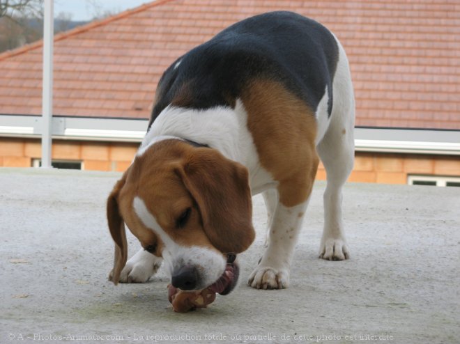 Photo de Beagle