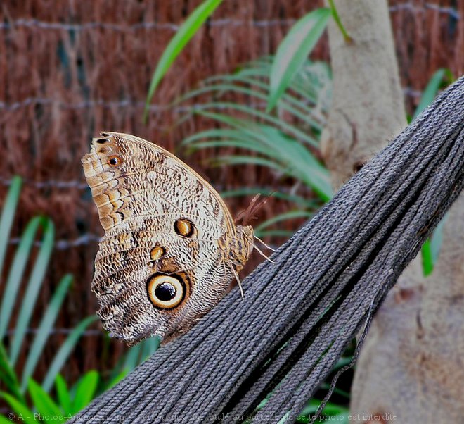 Photo de Papillon - hibou