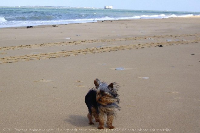 Photo de Yorkshire terrier