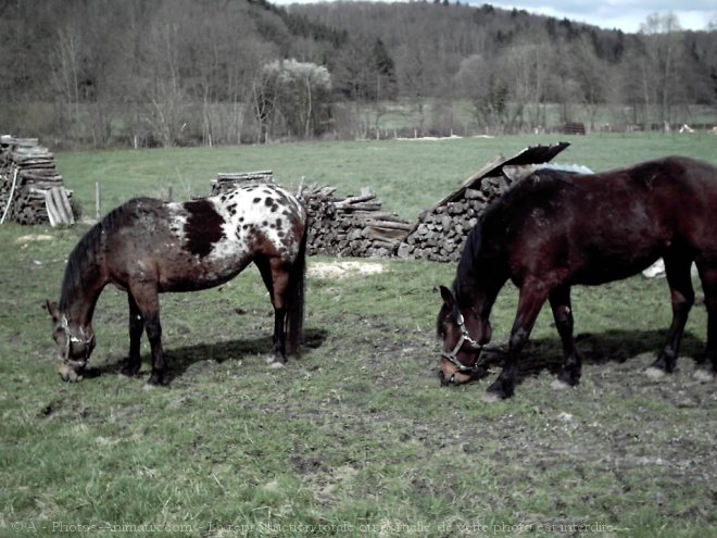 Photo de Races diffrentes