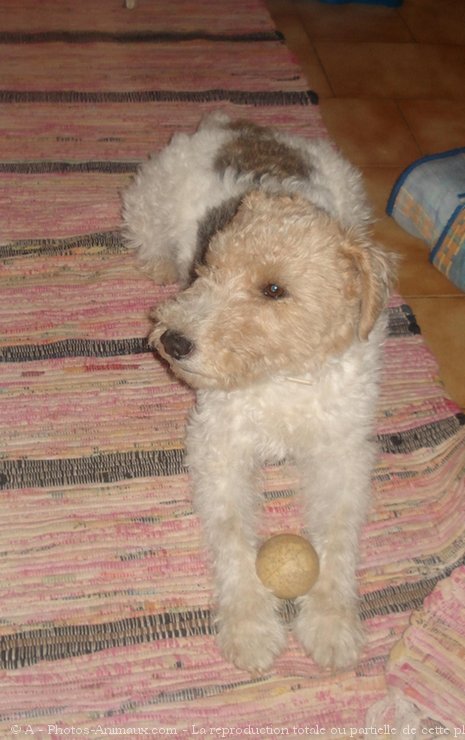 Photo de Fox terrier  poil dur