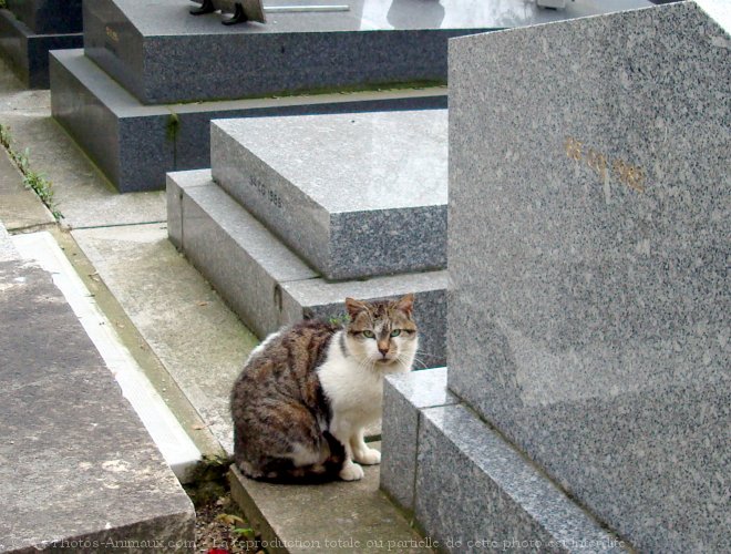 Photo de Chat domestique