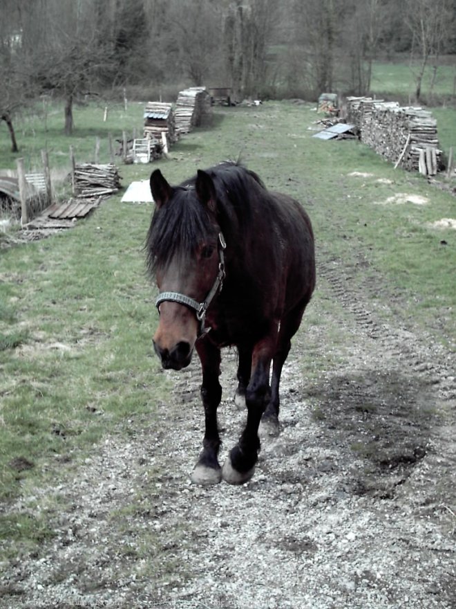 Photo de Quarter horse