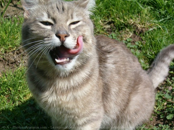 Photo de Chat domestique