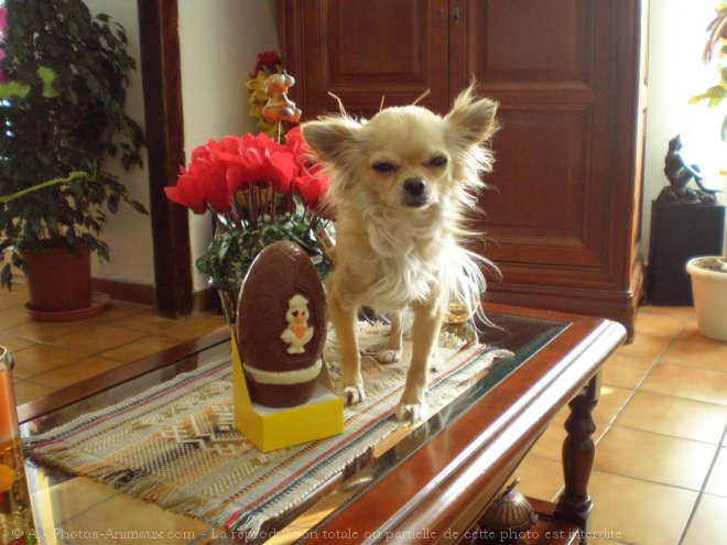 Photo de Chihuahua  poil long