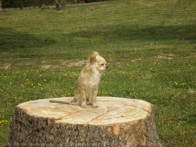 Photo de Chihuahua  poil long