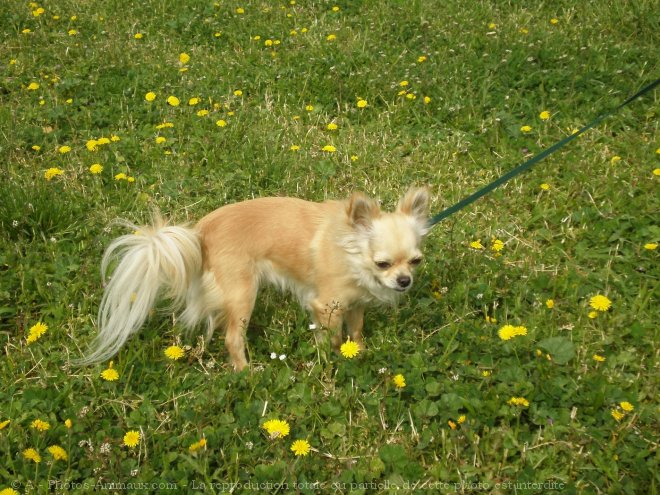 Photo de Chihuahua  poil long