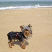 Photo de Yorkshire terrier