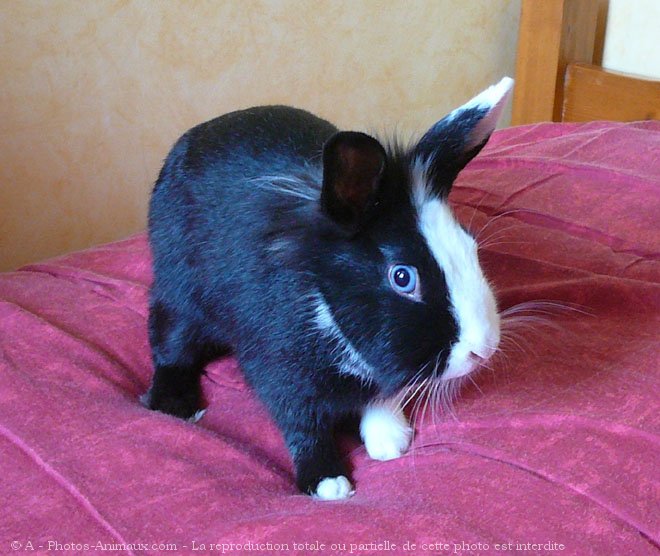 Photo de Lapin