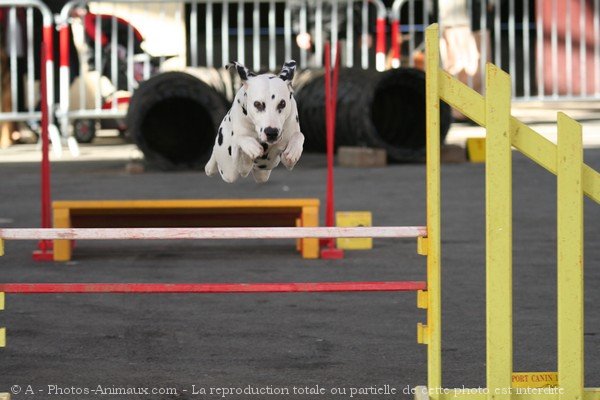 Photo de Dalmatien