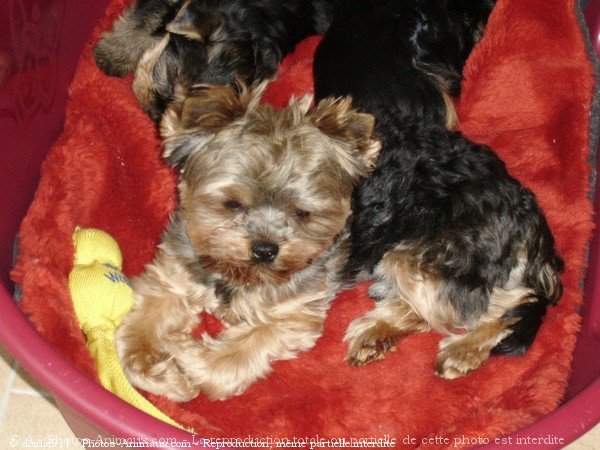 Photo de Yorkshire terrier