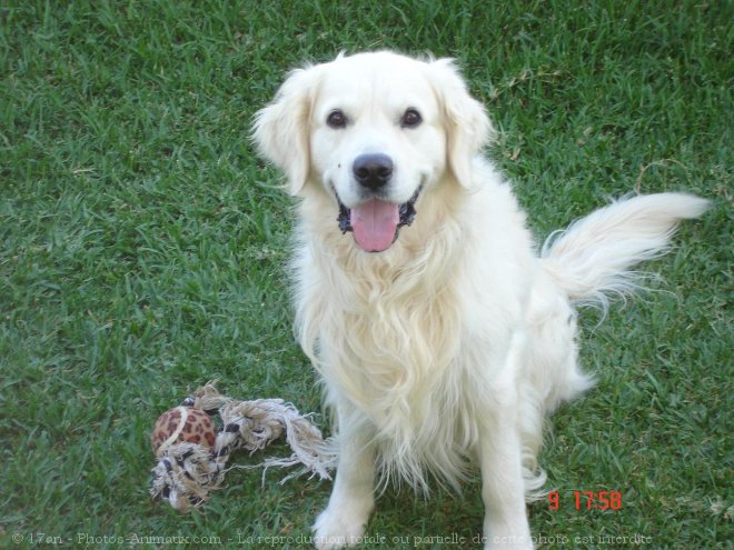 Photo de Golden retriever