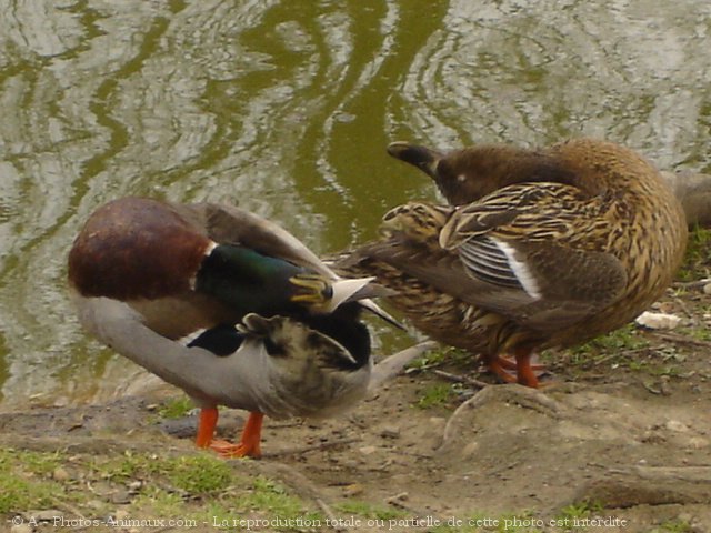 Photo de Canard colvert