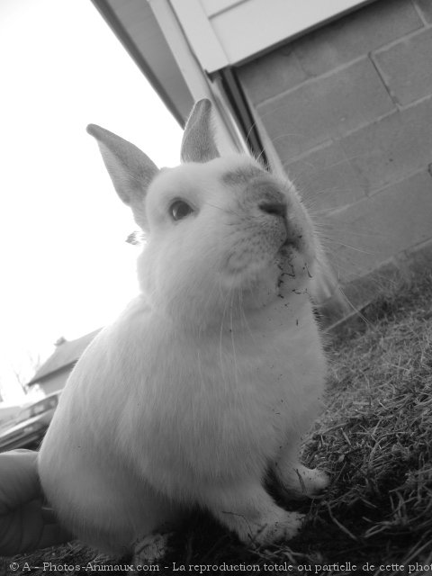 Photo de Lapin