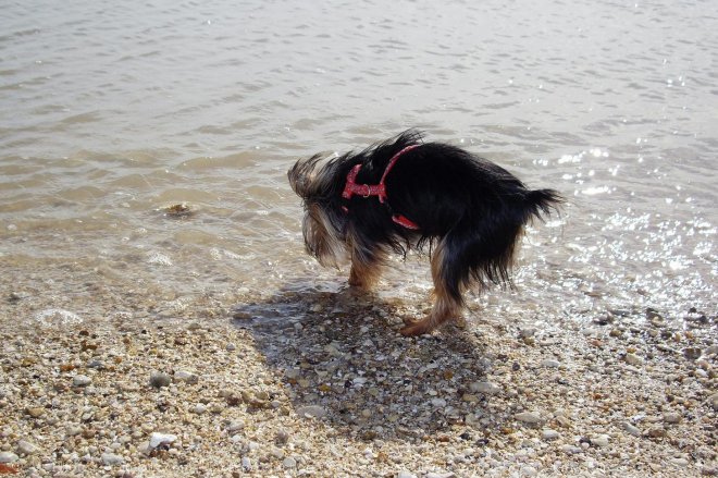 Photo de Yorkshire terrier