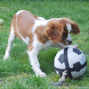 Photo de Cavalier king charles spaniel