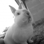 Photo de Lapin