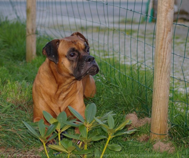 Photo de Boxer