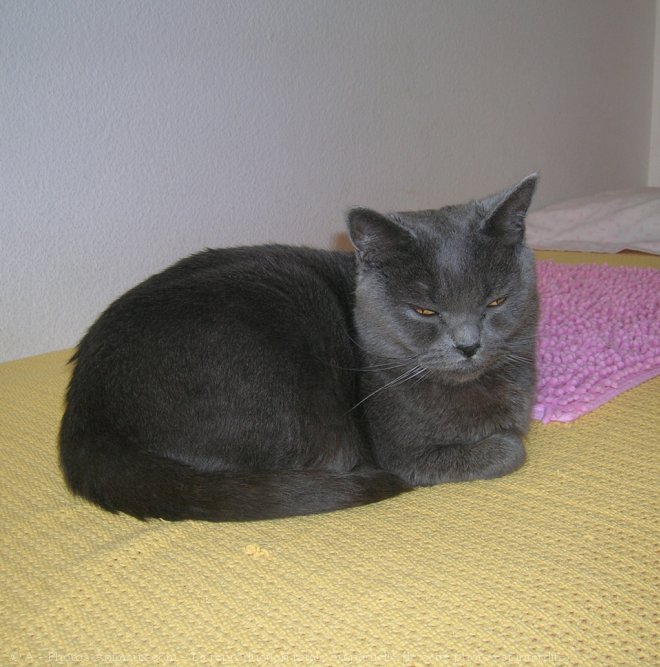 Photo de Chartreux