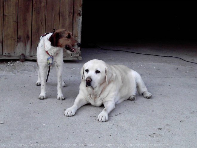 Photo de Races diffrentes