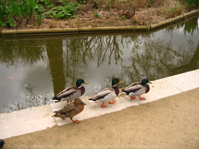 Photo de Canard colvert