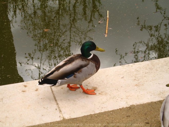 Photo de Canard colvert