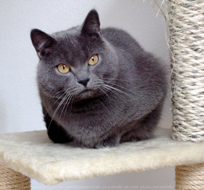 Photo de Chartreux