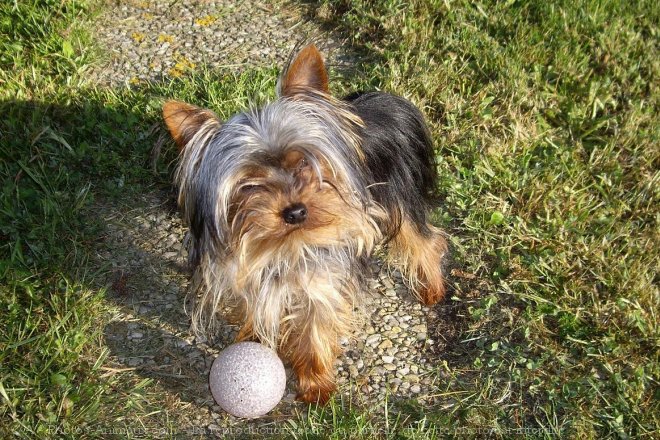 Photo de Yorkshire terrier