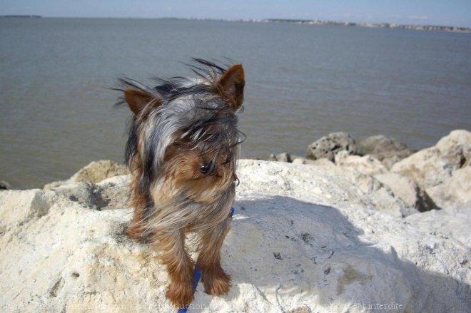 Photo de Yorkshire terrier