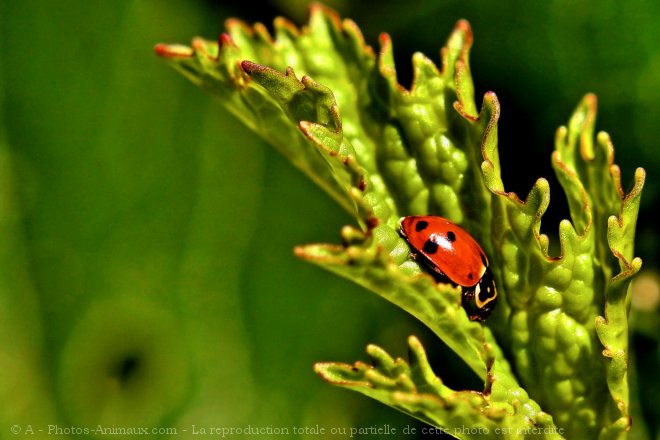 Photo de Coccinelle