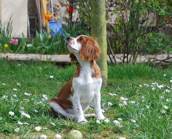 Photo de Cavalier king charles spaniel