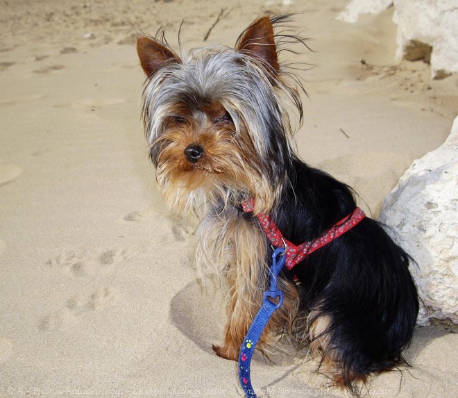 Photo de Yorkshire terrier