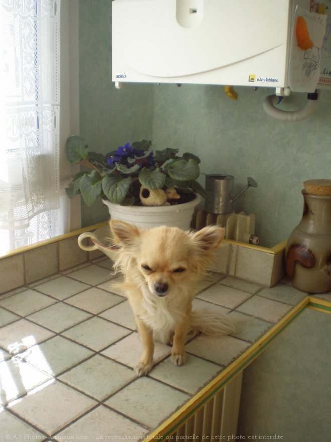 Photo de Chihuahua  poil long