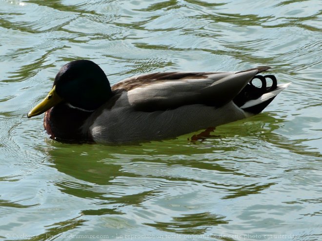 Photo de Canard