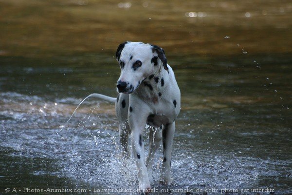 Photo de Dalmatien