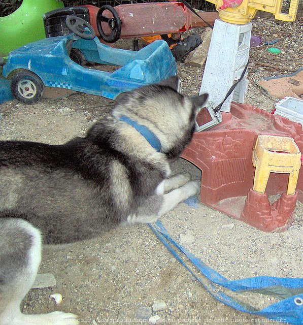 Photo de Husky siberien