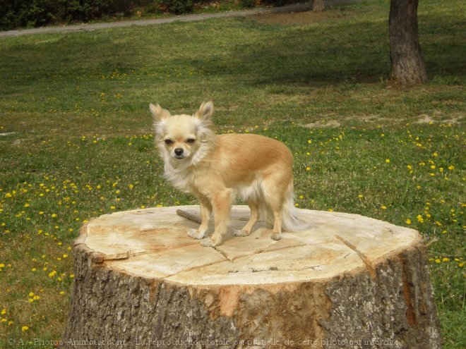 Photo de Chihuahua  poil long