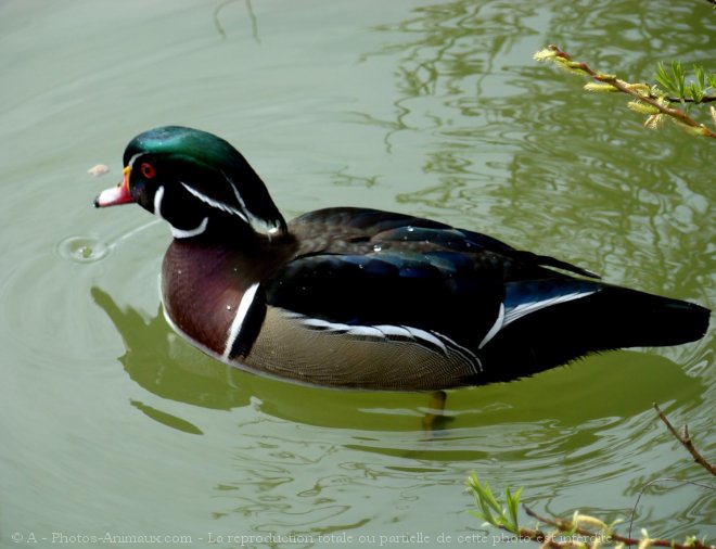 Photo de Canard