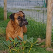 Photo de Boxer