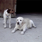 Photo de Races diffrentes